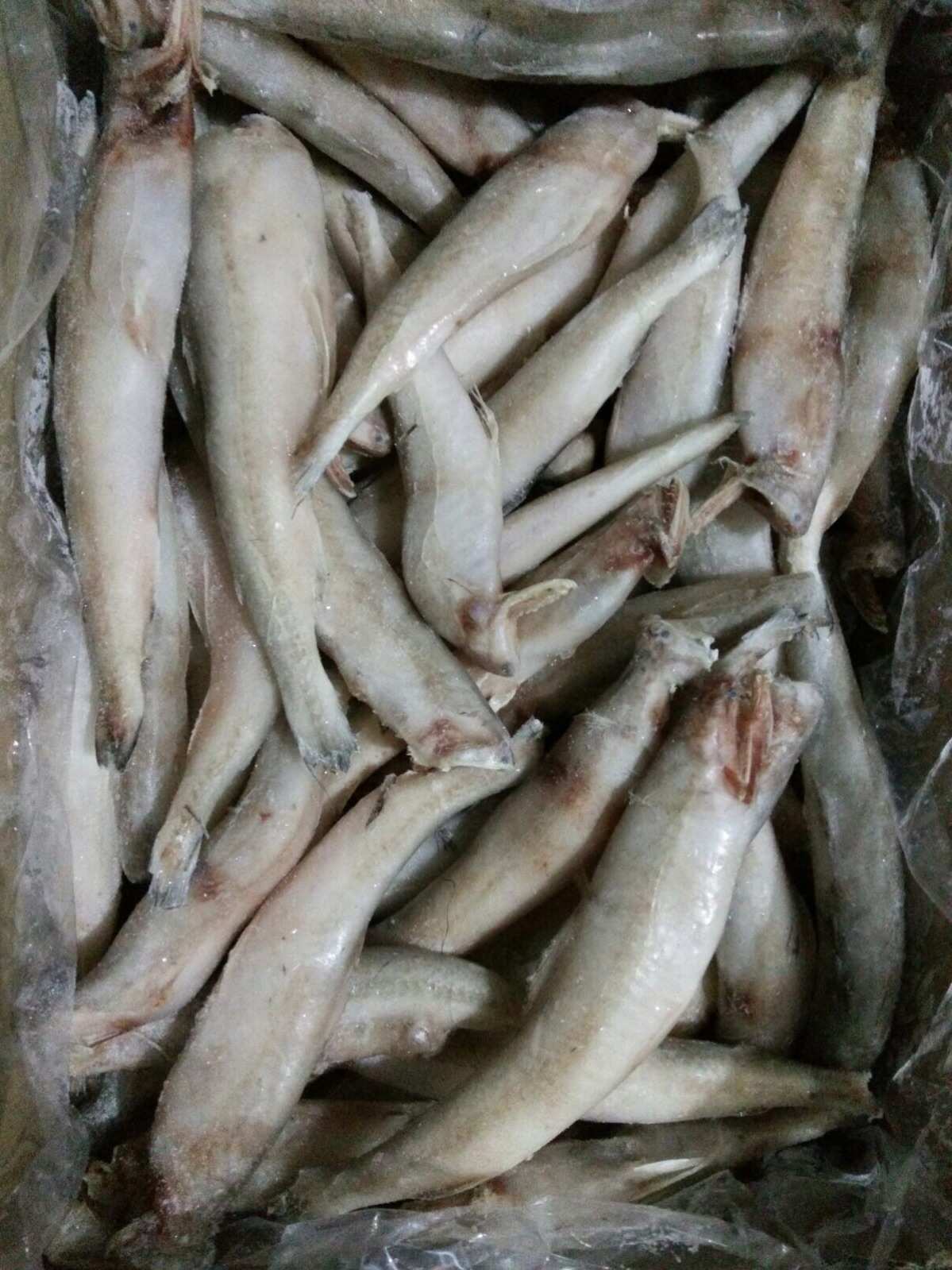 水產類凍品 捕撈瞬間的美味延續